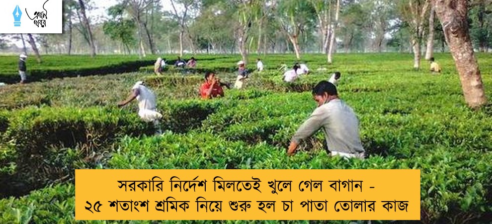 সরকারি নির্দেশ মিলতেই খুলে গেল বাগান - ২৫ শতাংশ শ্রমিক নিয়ে শুরু হল চা পাতা তোলার কাজ