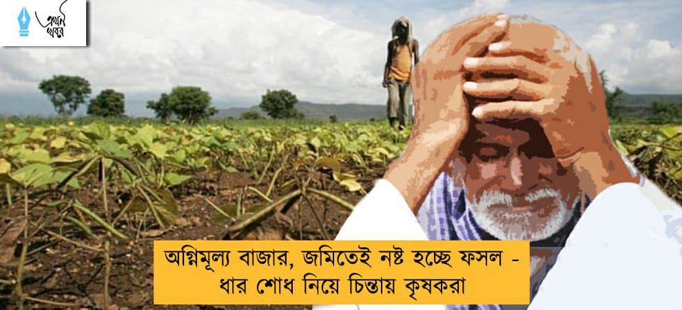 অগ্নিমূল্য বাজার, জমিতেই নষ্ট হচ্ছে ফসল - ধার শোধ নিয়ে চিন্তায় কৃষকরা