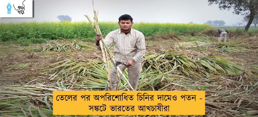 তেলের পর অপরিশোধিত চিনির দামেও পতন - সঙ্কটে ভারতের আখচাষীরা