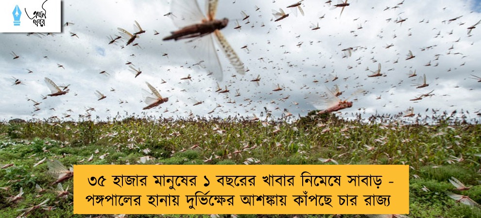 ৩৫ হাজার মানুষের ১ বছরের খাবার নিমেষে সাবাড় - পঙ্গপালের হানায় দুর্ভিক্ষের আশঙ্কায় কাঁপছে চার রাজ্য