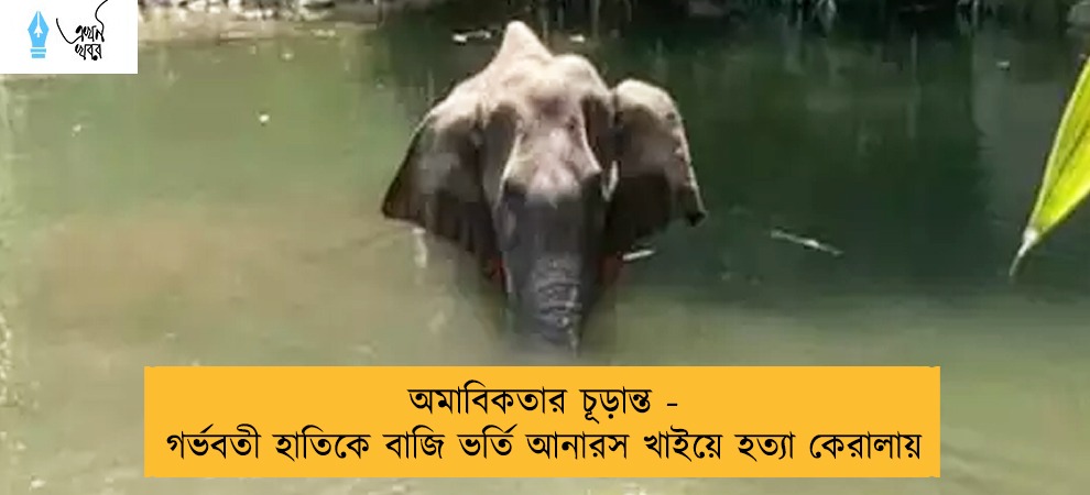 অমাবিকতার চূড়ান্ত - গর্ভবতী হাতিকে বাজি ভর্তি আনারস খাইয়ে হত্যা কেরালায়