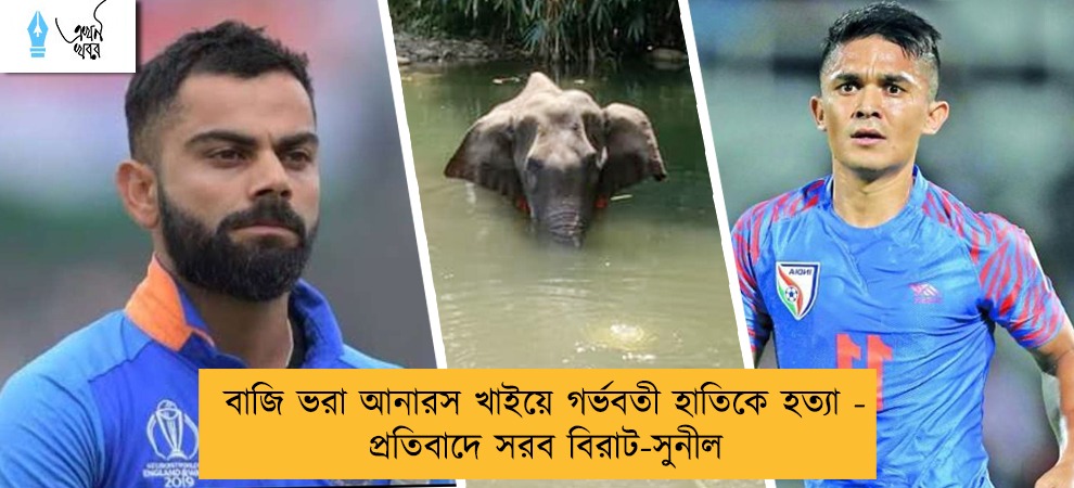 বাজি ভরা আনারস খাইয়ে গর্ভবতী হাতিকে হত্যা - প্রতিবাদে সরব বিরাট-সুনীল