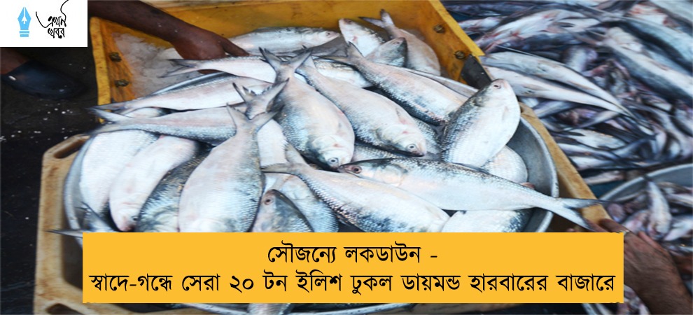 সৌজন্যে লকডাউন - স্বাদে-গন্ধে সেরা ২০ টন ইলিশ ঢুকল ডায়মন্ড হারবারের বাজারে