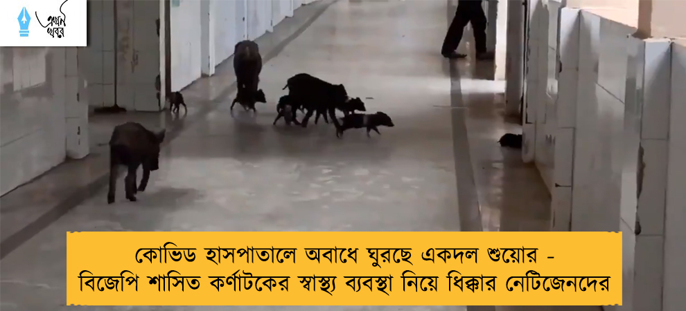 কোভিড হাসপাতালে অবাধে ঘুরছে একদল শুয়োর -  বিজেপি শাসিত কর্ণাটকের স্বাস্থ্য ব্যবস্থা নিয়ে ধিক্কার নেটিজেনদের