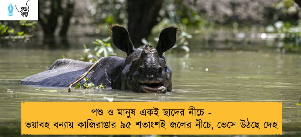 পশু ও মানুষ একই ছাদের নীচে - ভয়াবহ বন্যায় কাজিরাঙার ৯৫ শতাংশই জলের নীচে, ভেসে উঠছে দেহ
