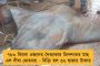 সর্বকালের সর্বোচ্চ - দশ গ্রাম সোনার দাম ৫১ হাজার ৮৩৩ টাকা, রুপো বেড়ে ৬৪,৬১৭ টাকা