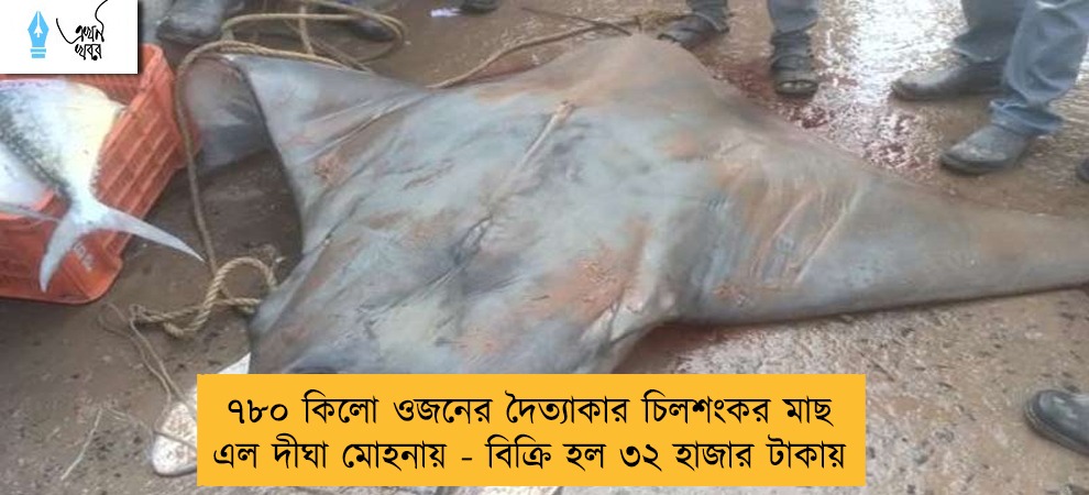 ৭৮০ কিলো ওজনের দৈত্যাকার চিলশংকর মাছ এল দীঘা মোহনায় - বিক্রি হল ৩২ হাজার টাকায়