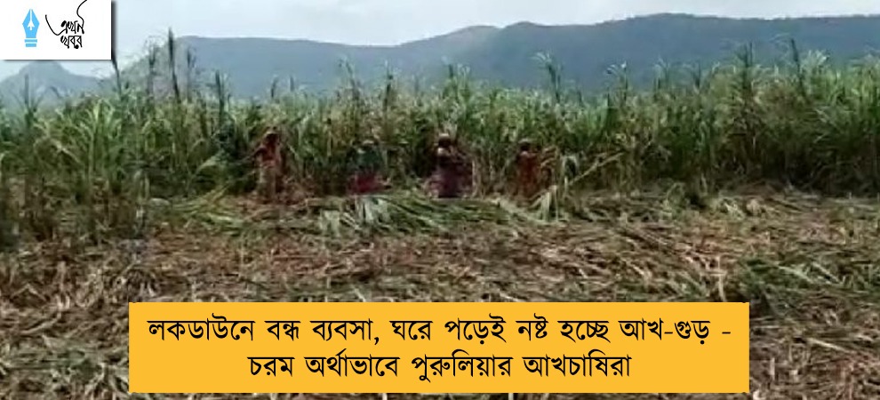 লকডাউনে বন্ধ ব্যবসা, ঘরে পড়েই নষ্ট হচ্ছে আখ-গুড় - চরম অর্থাভাবে পুরুলিয়ার আখচাষিরা