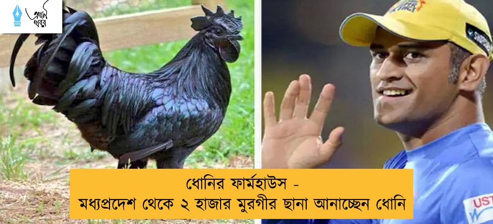 ধোনির ফার্মহাউস - মধ্যপ্রদেশ থেকে ২ হাজার মুরগীর ছানা আনাচ্ছেন ধোনি