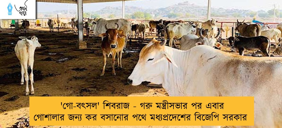 'গো-বৎসল' শিবরাজ - গরু মন্ত্রীসভার পর এবার গোশালার জন্য কর বসানোর পথে মধ্যপ্রদেশের বিজেপি সরকার