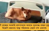 যোগী রাজ্যের সরকারি হাসপাতালে আরামে ঘুমোচ্ছে রাস্তার কুকুর - বিজেপি জমানায় স্বাস্থ্য পরিষেবার বেহাল দশা প্রকাশ্যে