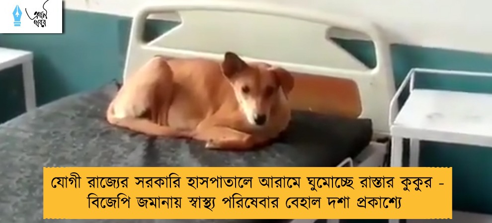 যোগী রাজ্যের সরকারি হাসপাতালে আরামে ঘুমোচ্ছে রাস্তার কুকুর - বিজেপি জমানায় স্বাস্থ্য পরিষেবার বেহাল দশা প্রকাশ্যে