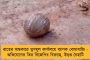 হুগলিতে রাতের অন্ধকারে ভাঙচুর তৃণমূল কার্যালয়ে, ছেঁড়া হল মমতার ছবি - অভিযোগের তির বিজেপির দিকে