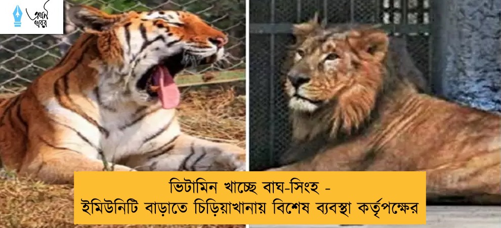 ভিটামিন খাচ্ছে বাঘ-সিংহ - ইমিউনিটি বাড়াতে চিড়িয়াখানায় বিশেষ ব্যবস্থা কর্তৃপক্ষের