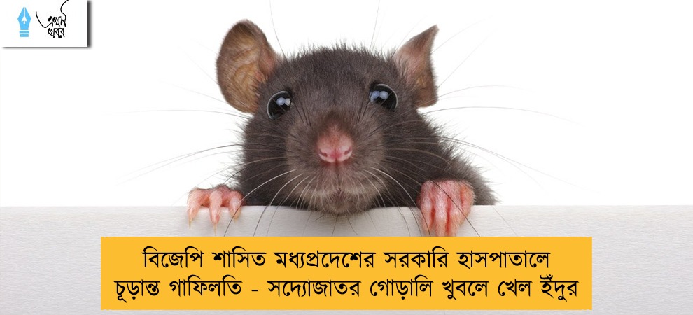বিজেপি শাসিত মধ্যপ্রদেশের সরকারি হাসপাতালে চূড়ান্ত গাফিলতি - সদ্যোজাতর গোড়ালি খুবলে খেল ইঁদুর