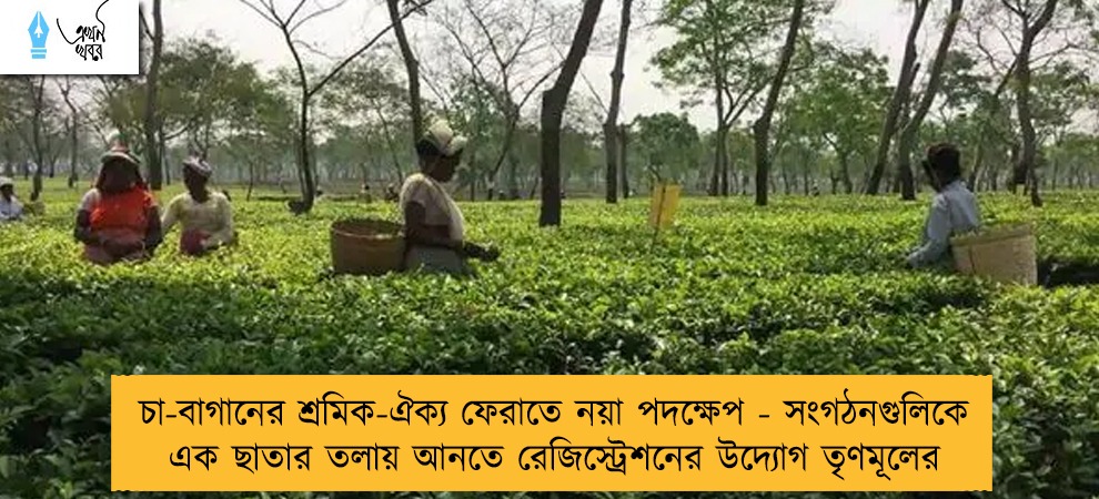 চা-বাগানের শ্রমিক-ঐক্য ফেরাতে নয়া পদক্ষেপ - সংগঠনগুলিকে এক ছাতার তলায় আনতে রেজিস্ট্রেশনের উদ্যোগ তৃণমূলের