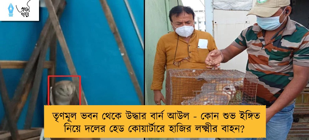 তৃণমূল ভবন থেকে উদ্ধার বার্ন আউল - কোন শুভ ইঙ্গিত নিয়ে দলের হেড কোয়ার্টারে হাজির লক্ষ্মীর বাহন?