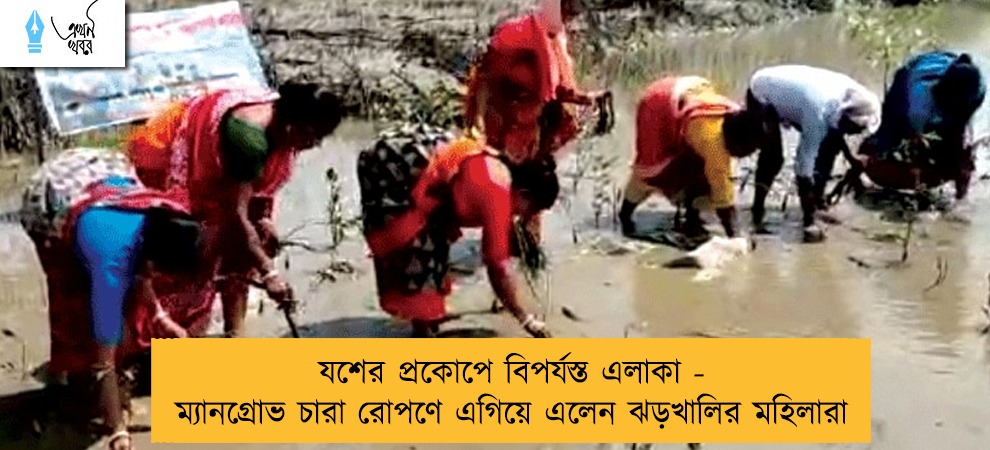 যশের প্রকোপে বিপর্যস্ত এলাকা - ম্যানগ্রোভ চারা রোপণে এগিয়ে এলেন ঝড়খালির মহিলারা