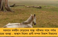 ময়দানে কর্মহীন ঘোড়াদের স্বাস্থ্য পরীক্ষার সাথে পর্যাপ্ত খাবারের ব্যবস্থা - আশ্বাস দিলেন প্রাণী সম্পদ বিকাশ বিভাগের মন্ত্রী