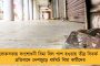 বিজেপিকে রুখতে ত্রিপুরায় তৃণমূলের সঙ্গে হাত মেলাতে পারে সিপিএম? – মানিক সরকারের মন্তব্যে জল্পনা