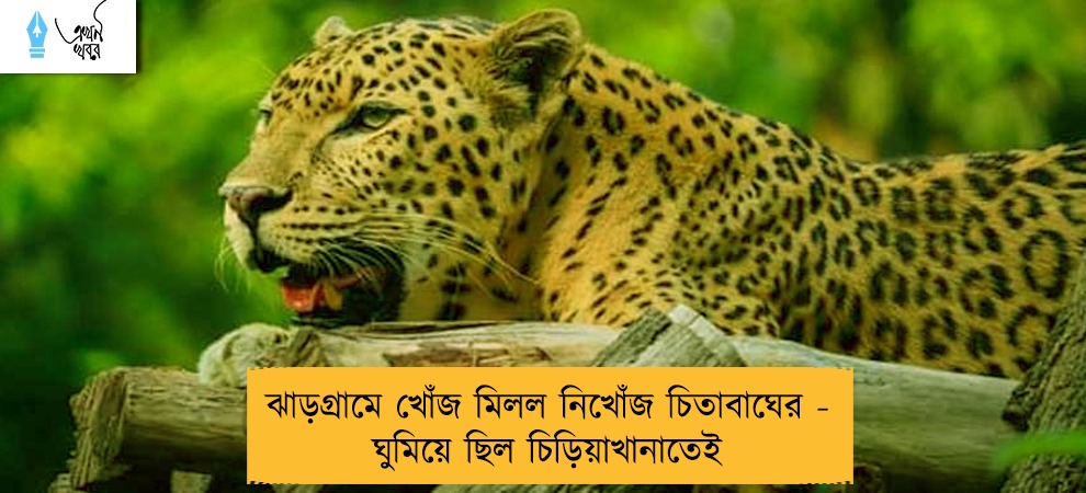 ঝাড়গ্রামে খোঁজ মিলল নিখোঁজ চিতাবাঘের - ঘুমিয়ে ছিল চিড়িয়াখানাতেই