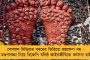 দুর্গাপুজোতে বাংলায় খরচ হয় ৩২,৩৭৭ কোটি, রাজ্যের জিডিপি-র প্রায় ২.৫ শতাংশ – রিপোর্ট ব্রিটিশ কাউন্সিলের