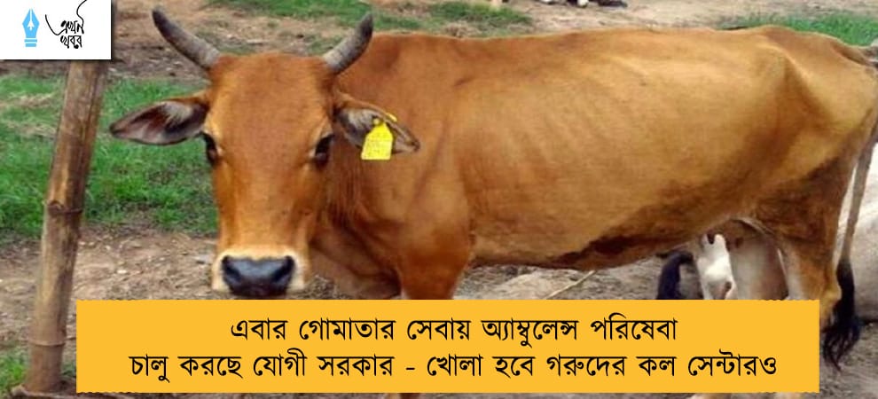এবার গোমাতার সেবায় অ্যাম্বুলেন্স পরিষেবা চালু করছে যোগী সরকার - খোলা হবে গরুদের কল সেন্টারও