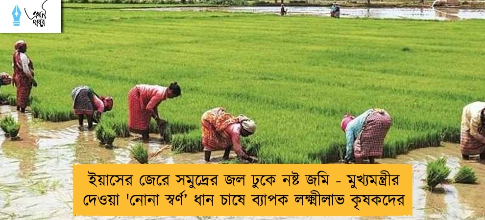 ইয়াসের জেরে সমুদ্রের জল ঢুকে নষ্ট জমি - মুখ্যমন্ত্রীর দেওয়া 'নোনা স্বর্ণ’ ধান চাষে ব্যাপক লক্ষ্মীলাভ কৃষকদের