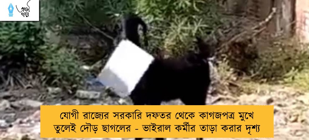 যোগী রাজ্যের সরকারি দফতর থেকে কাগজপত্র মুখে তুলেই দৌড় ছাগলের - ভাইরাল কর্মীর তাড়া করার দৃশ্য