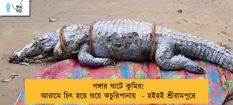 গঙ্গার ঘাটে কুমির! আরামে চিৎ হয়ে শুয়ে কচুরিপানায়  - হইহই শ্রীরামপুরে