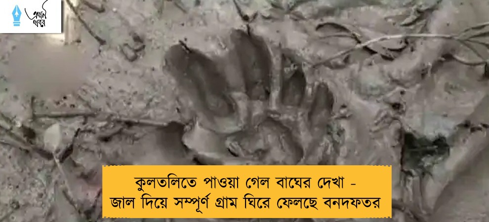 কুলতলিতে পাওয়া গেল বাঘের দেখা - জাল দিয়ে সম্পূর্ণ গ্রাম ঘিরে ফেলছে বনদফতর