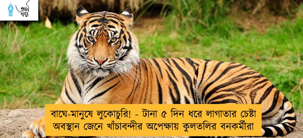 বাঘে-মানুষে লুকোচুরি! - টানা ৫ দিন ধরে লাগাতার চেষ্টা, অবস্থান জেনে খাঁচাবন্দীর অপেক্ষায় কুলতলির বনকর্মীরা
