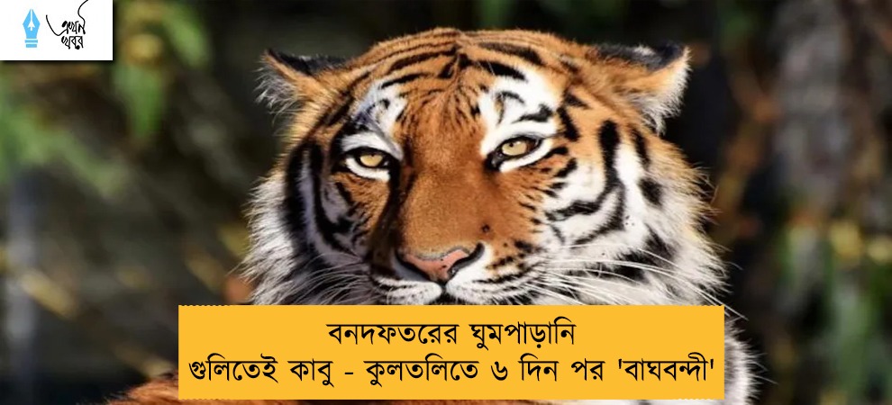 বনদফতরের ঘুমপাড়ানি গুলিতেই কাবু - কুলতলিতে ৬ দিন পর 'বাঘবন্দী'