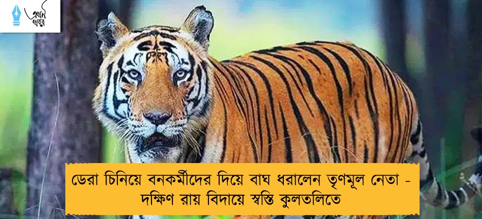 ডেরা চিনিয়ে বনকর্মীদের দিয়ে বাঘ ধরালেন তৃণমূল নেতা - দক্ষিণ রায় বিদায়ে স্বস্তি কুলতলিতে