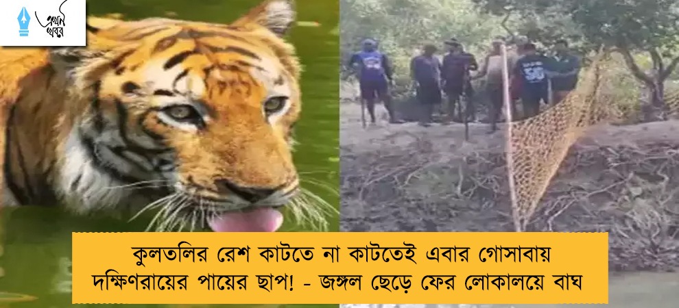 কুলতলির রেশ কাটতে না কাটতেই এবার গোসাবায় দক্ষিণরায়ের পায়ের ছাপ! - জঙ্গল ছেড়ে ফের লোকালয়ে বাঘ