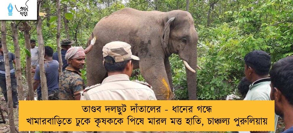 তাণ্ডব দলছুট দাঁতালের - ধানের গন্ধে খামারবাড়িতে ঢুকে কৃষককে পিষে মারল মত্ত হাতি, চাঞ্চল্য পুরুলিয়ায়