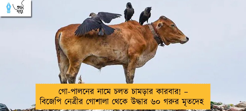 গো-পালনের নামে চলত চামড়ার কারবার! – বিজেপি নেত্রীর গোশালা থেকে উদ্ধার ৬০ গরুর মৃতদেহ