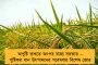 ফাইনালে রবি-রাজের বোলিং আধিপত্য - ইংল্যান্ডকে হারিয়ে পঞ্চম বার অনূর্ধ্ব-১৯ বিশ্বকাপ জিতল ভারত