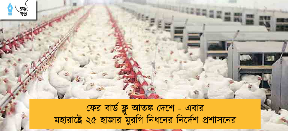 ফের বার্ড ফ্লু আতঙ্ক দেশে - এবার মহারাষ্ট্রে ২৫ হাজার মুরগি নিধনের নির্দেশ প্রশাসনের