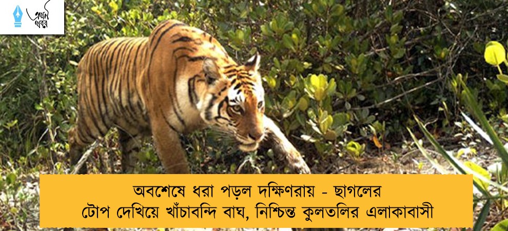 অবশেষে ধরা পড়ল দক্ষিণরায় - ছাগলের টোপ দেখিয়ে খাঁচাবন্দি বাঘ, নিশ্চিন্ত কুলতলির এলাকাবাসী