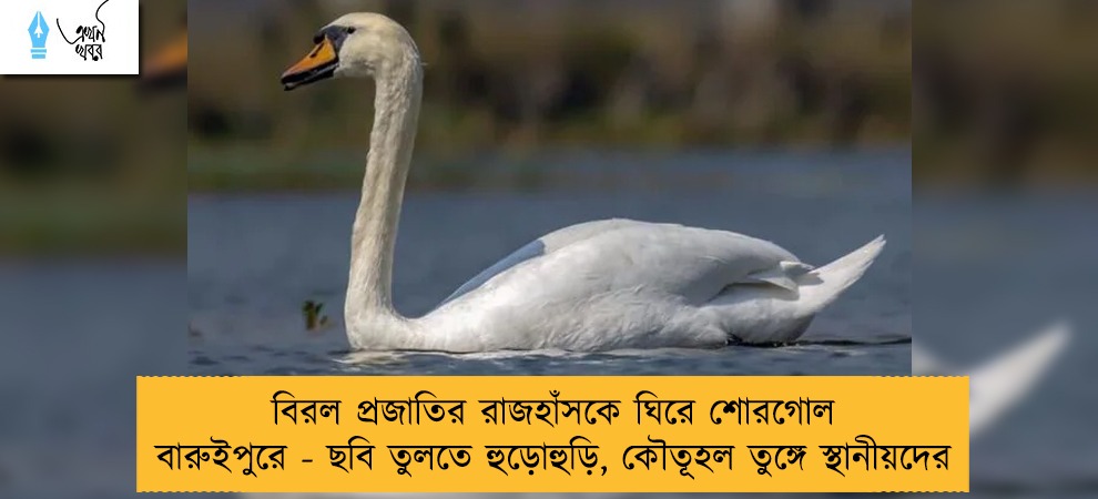 বিরল প্রজাতির রাজহাঁসকে ঘিরে শোরগোল বারুইপুরে - ছবি তুলতে হুড়োহুড়ি, কৌতূহল তুঙ্গে স্থানীয়দের
