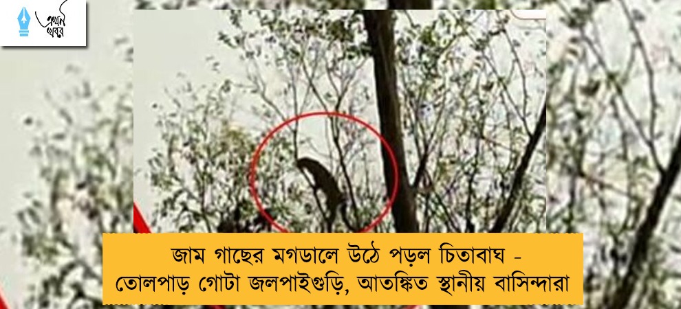 জাম গাছের মগডালে উঠে পড়ল চিতাবাঘ - তোলপাড় গোটা জলপাইগুড়ি, আতঙ্কিত স্থানীয় বাসিন্দারা