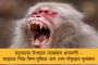 রোহিতদের দেখলেই ব্যাট হাতে ঝড় তুলছেন একা – কলকাতা নাইট রাইডার্সকে বড় জয় এনে দিয়েছেন প্যাট কামিন্স