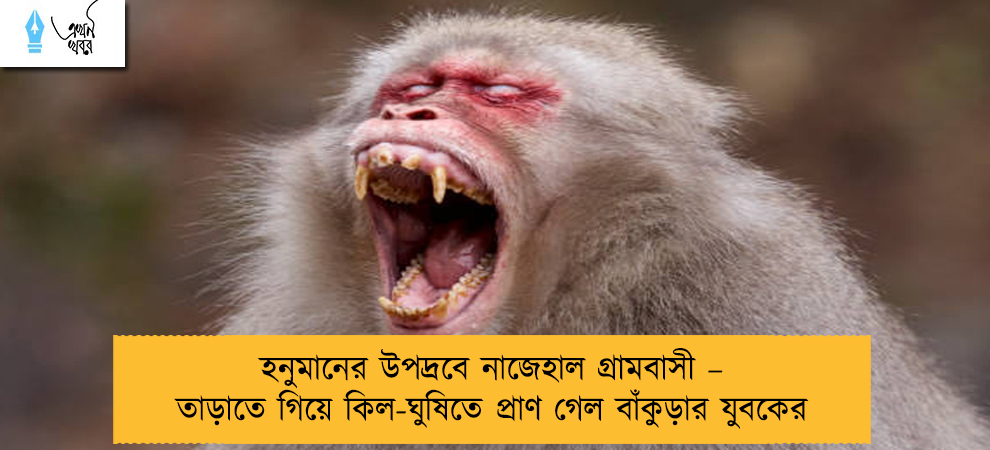 হনুমানের উপদ্রবে নাজেহাল গ্রামবাসী – তাড়াতে গিয়ে কিল-ঘুষিতে প্রাণ গেল বাঁকুড়ার যুবকের