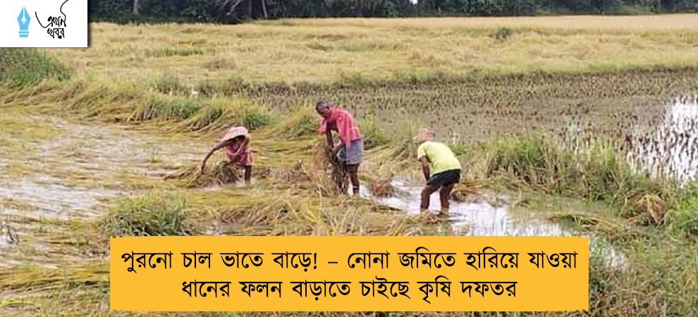 পুরনো চাল ভাতে বাড়ে! – নোনা জমিতে হারিয়ে যাওয়া ধানের ফলন বাড়াতে চাইছে কৃষি দফতর
