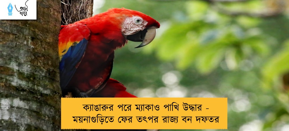 ক্যাঙারুর পরে ম্যাকাও পাখি উদ্ধার - ময়নাগুড়িতে ফের তৎপর রাজ্য বন দফতর