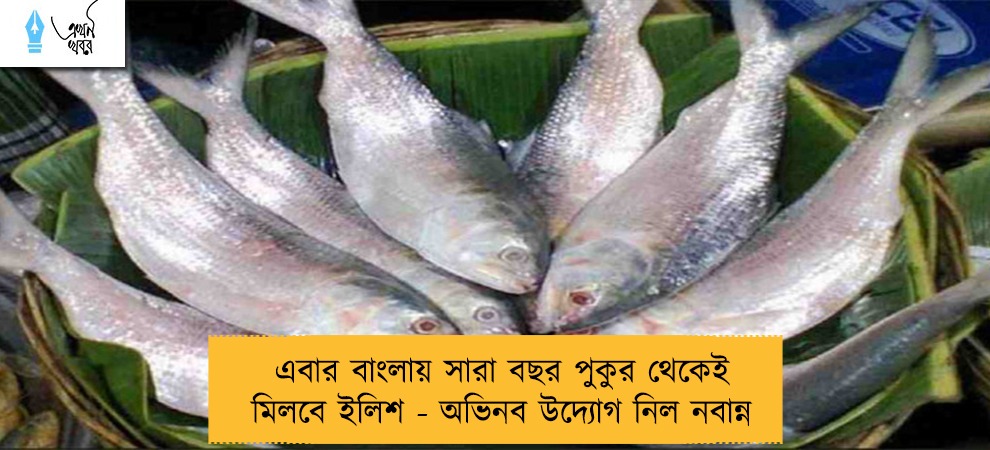 এবার বাংলায় সারা বছর পুকুর থেকেই মিলবে ইলিশ - অভিনব উদ্যোগ নিল নবান্ন