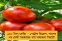 স্পেনের বিরুদ্ধে ৬২ মিনিটে মাঠে নামানো হল রোনাল্ডোকে! - কী ব্যাখ্যা দিলেন কোচ?
