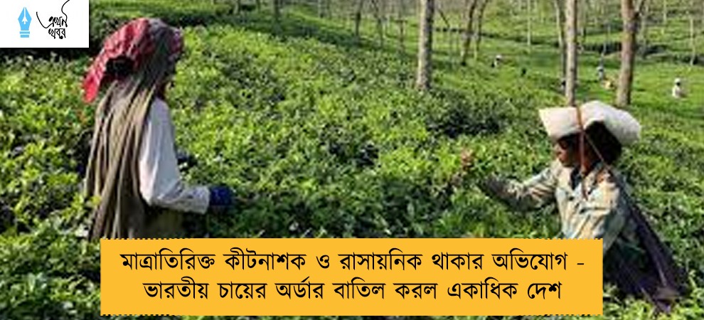 মাত্রাতিরিক্ত কীটনাশক ও রাসায়নিক থাকার অভিযোগ - ভারতীয় চায়ের অর্ডার বাতিল করল একাধিক দেশ