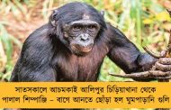সাতসকালে আচমকাই আলিপুর চিড়িয়াখানা থেকে পালাল শিম্পাঞ্জি – বাগে আনতে ছোঁড়া হল ঘুমপাড়ানি গুলি
